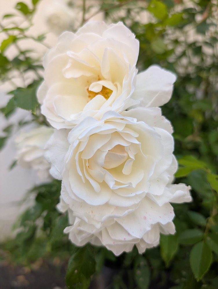 Rosas brancas abertas, flor que se oferece a Yemanjá
